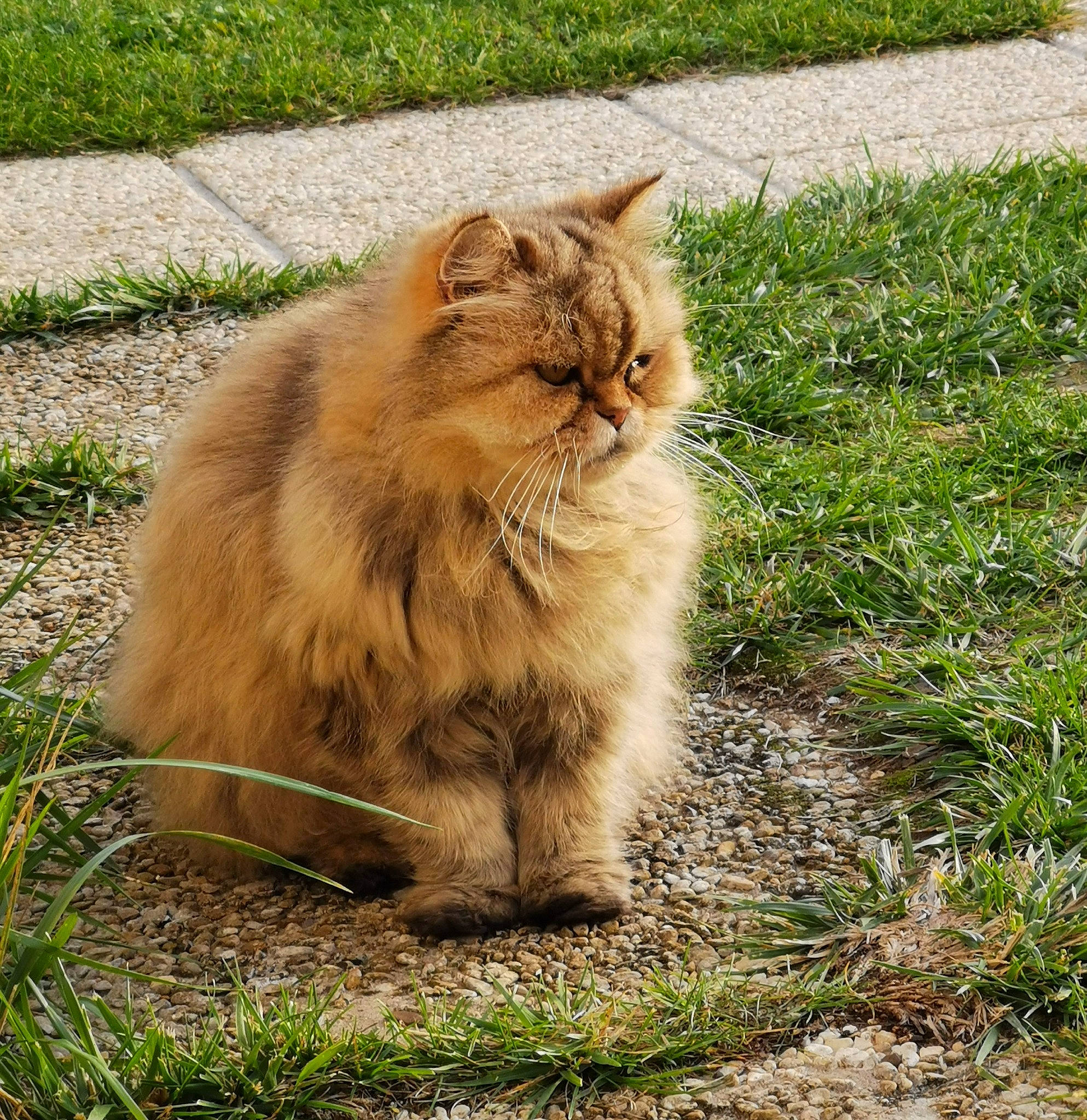 Câline participe au concours pour gagner de l'argent avec cette photo : carnivore, cat, domestic_short_haired_cat, fawn, felidae, flooring, fur, grass, groundcover, maine_coon, plant, sitting, small_to_medium_sized_cats, snout, soil, tail, terrestrial_animal, whiskers, wildlife, wood