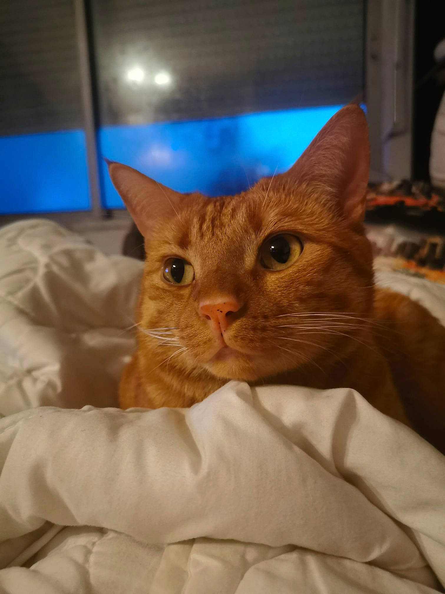 Naboo participe au concours pour gagner de l'argent avec cette photo : bed, carnivore, cat, claw, comfort, domestic_short_haired_cat, ear, eye, fawn, felidae, fur, iris, linens, sleeve, small_to_medium_sized_cats, snout, terrestrial_animal, whiskers