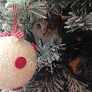 Nala participe au concours pour gagner de l'argent avec cette photo : cat, christmas_tree, ornament, pine_branches, frosted, holiday, decorations, red_buttons, curious, peeking, greenery, white_ornament, ribbon, festive, animal, pet, closeup, indoor, seasonal, winter