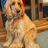 Astérix participe au concours pour gagner de l'argent avec cette photo : animal, brown, calm, carpet, collar, companion, cute, dog, domestic, fluffy, fur, golden_retriever, house, indoor, long_fur, pet, portrait, relaxed, sitting, wooden_cabinet