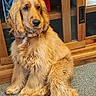 animal, brown, calm, carpet, collar, companion, cute, dog, domestic, fluffy, fur, golden_retriever, house, indoor, long_fur, pet, portrait, relaxed, sitting, wooden_cabinet