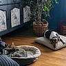 Tao a rejoint le concours — aidez-le/la à gagner de superbes lots ! dog, cat, pets, sleeping, resting, animal, pet_bed, cushion, indoor, living_room, home, wooden_floor, houseplant, basket, cabinet, furniture, cozy, relaxed, tabby_cat, hound
