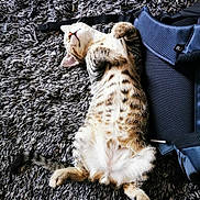 Tao a rejoint le concours — aidez-le/la à gagner de superbes lots ! cat, kitten, animal, pet, feline, tabby, striped_fur, white_fur, brown_fur, lying_down, upside_down, belly_up, raised_paws, relaxed, sleepy, playful, shaggy_rug, backpack, indoor, closeup