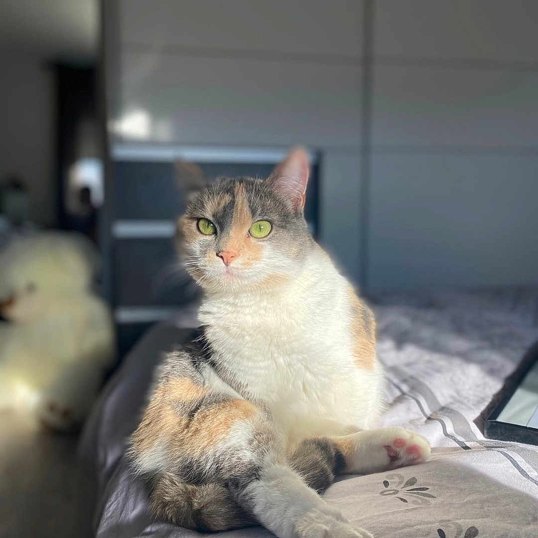 Masha participe au concours pour gagner de l'argent avec cette photo : animal, bed, calico_cat, cat, cozy, cute, domestic_animal, feline, fur, green_eyes, home, indoor, mammal, pet, portrait, relaxed, resting, soft_light, sunlight, whiskers