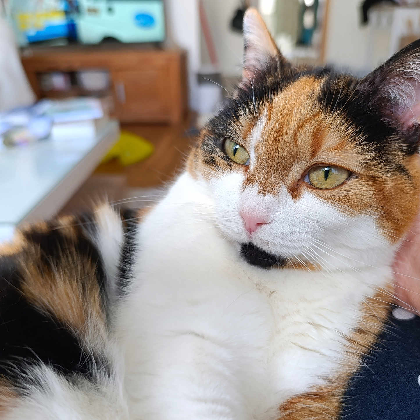 Miss Pompon participe au concours pour gagner de l'argent avec cette photo : abyssinian, adult, animal, bodypart, cat, desk, finger, furniture, hand, hardwood, kitten, male, man, manx, person, pet, plywood, shelf, table, wood