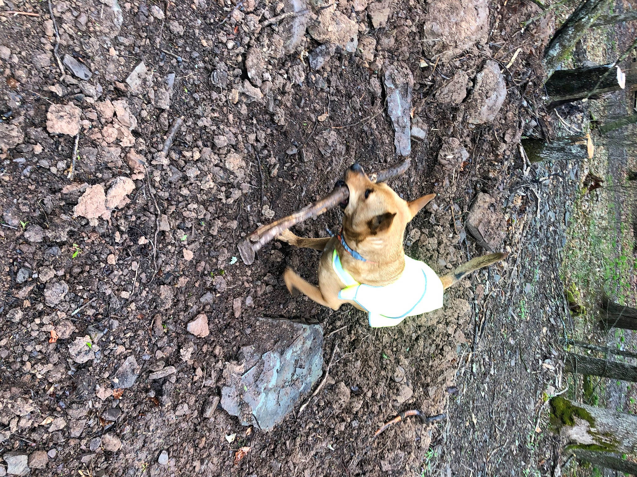 Chevy is registered to the contest to win money with this photo: art, asphalt, bedrock, fawn, forest, fungus, fur, grass, leaf, organism, people_in_nature, plant, road_surface, rock, soil, terrestrial_animal, toy, tree, trunk, wood