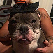 Winter joined the competition — help win amazing prizes! adorable, bulldog, close_up, costume, couch, dog, face, hand, hat, human, indoor, living_room, nails, nose, pet, stare, striped_hat, tattoo, witch_hat, wrinkled_muzzle