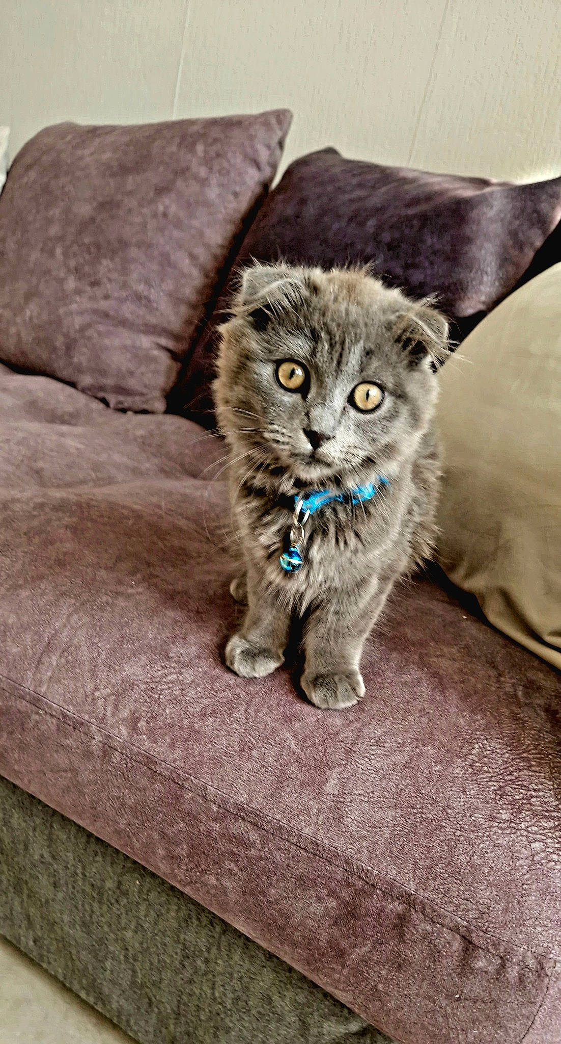 Mimichat participe au concours pour gagner de l'argent avec cette photo : carnivore, cat, claw, comfort, couch, domestic_short_haired_cat, fawn, felidae, fur, grey, hardwood, paw, sitting, small_to_medium_sized_cats, snout, tail, terrestrial_animal, whiskers, wood