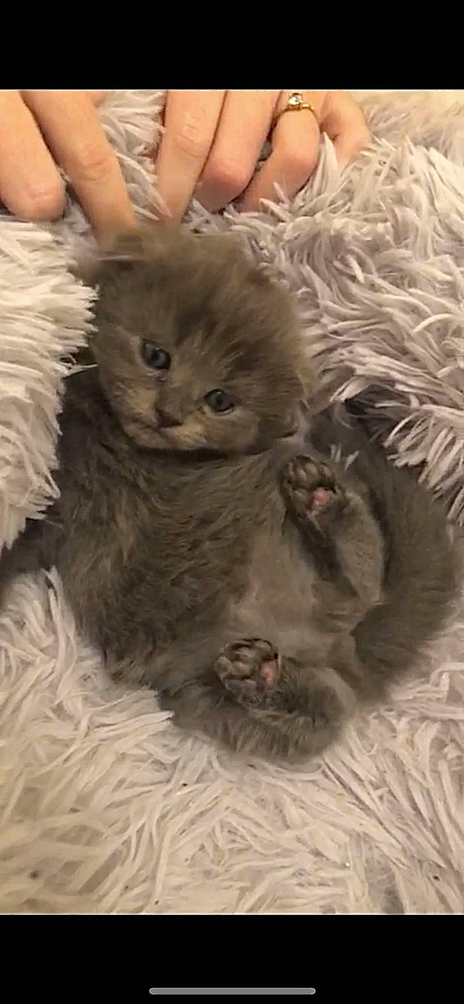 Mimichat a rejoint le concours — aidez-le/la à gagner de superbes lots ! british_longhair, carnivore, cat, claw, comfort, fawn, felidae, fur, paw, photo_caption, small_to_medium_sized_cats, snout, tail, terrestrial_animal, whiskers