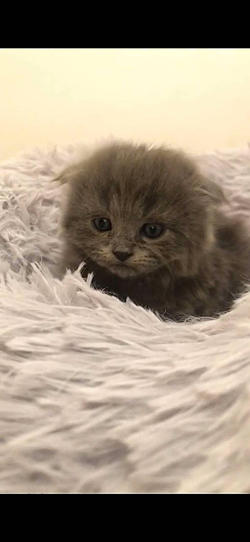 Mimichat participe au concours pour gagner de l'argent avec cette photo : british_longhair, carnivore, cat, comfort, felidae, fur, grey, iris, monochrome, monochrome_photography, scottish_fold, small_to_medium_sized_cats, snout, terrestrial_animal, whiskers