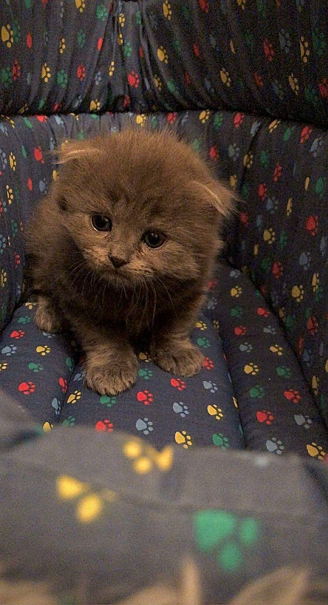 Mimichat participe au concours pour gagner de l'argent avec cette photo : british_longhair, carmine, carnivore, cat, comfort, coquelicot, felidae, flooring, fur, grey, magenta, pattern, sleeve, small_to_medium_sized_cats, snout, terrestrial_animal, whiskers