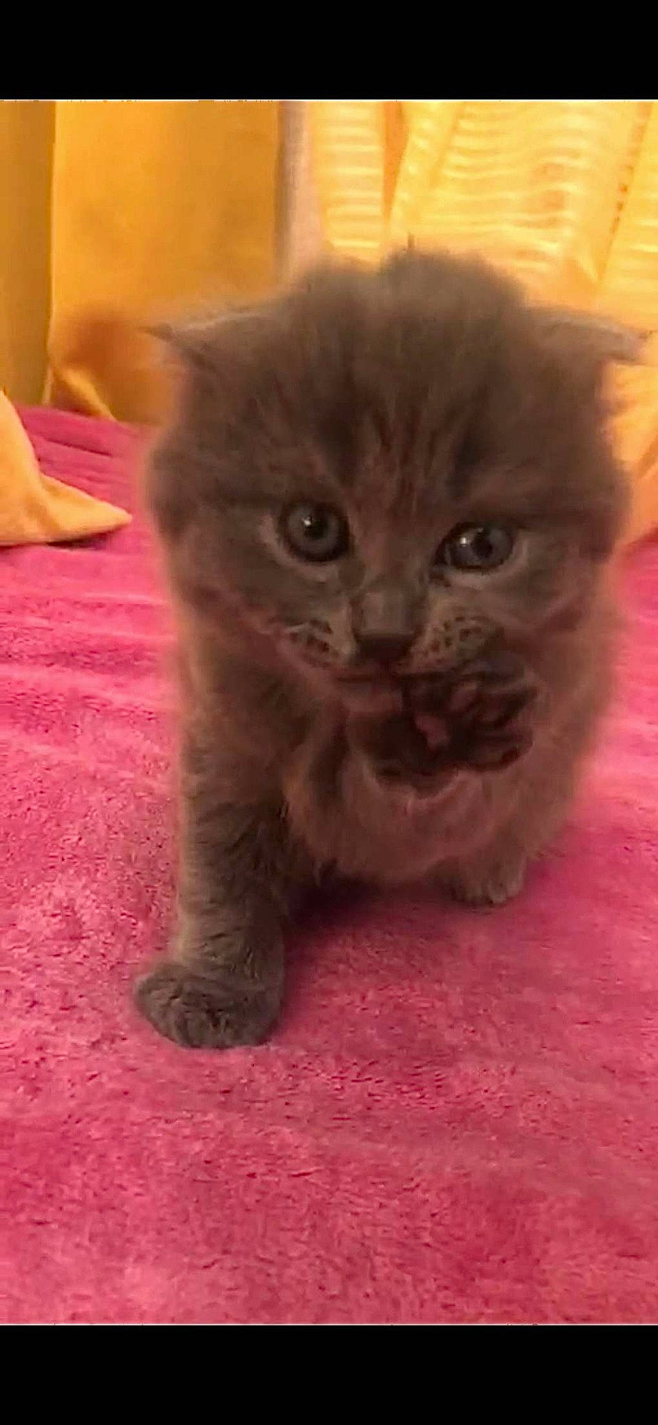 Mimichat a rejoint le concours — aidez-le/la à gagner de superbes lots ! carnivore, cat, domestic_short_haired_cat, fawn, felidae, flooring, fur, paw, small_to_medium_sized_cats, snout, tail, terrestrial_animal, whiskers, working_animal