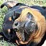 Ada joined the competition — help win amazing prizes! rottweiler, dog, sleeping, close_up, grass, outdoor, animal, pet, black_and_tan, face, fur, nose, ear, whiskers, relaxed, daylight, nature, muzzle, content, portrait