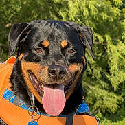 Ada is registered to the contest to win money with this photo: dog, rottweiler, tongue_out, life_jacket, collar, outdoor, greenery, trees, sunny, pet, animal, happy, canine, closeup, portrait, nature, summer, muzzle, ears, smiling
