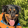 dog, rottweiler, tongue_out, life_jacket, collar, outdoor, greenery, trees, sunny, pet, animal, happy, canine, closeup, portrait, nature, summer, muzzle, ears, smiling