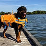 Ada joined the competition — help win amazing prizes! rottweiler, dog, life_jacket, dock, water, lake, outdoor, sunny, blue_sky, trees, pet, animal, tongue_out, canine, summer, nature, leisure, happy, collar, sunlight