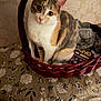 calico_cat, cat, close_up, clothing, cozy, feline, floral_pattern, furniture, home, indoors, looking_at_camera, pet, portrait, sitting, tablecloth, tricolor, uno_card, wallpaper, wicker_basket, yellow_eyes