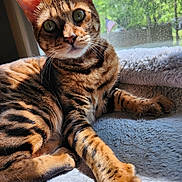 Tigger is registered to the contest to win money with this photo: cat, bengal_cat, pet, feline, animal, indoor, window, sunlight, fur, whiskers, paw, relaxing, cozy, bed, patterned_fur, nature_view, greenery, closeup, domestic_cat, mammal