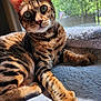 cat, bengal_cat, pet, feline, animal, indoor, window, sunlight, fur, whiskers, paw, relaxing, cozy, bed, patterned_fur, nature_view, greenery, closeup, domestic_cat, mammal