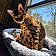 Tigger