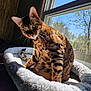 Tigger is registered to the contest to win money with this photo: cat, bengal_cat, pet, animal, feline, window, sunlight, indoor, bed, cozy, fur, green_eyes, resting, spot_pattern, whiskers, daylight, nature_view, relaxation, portrait, houseplant