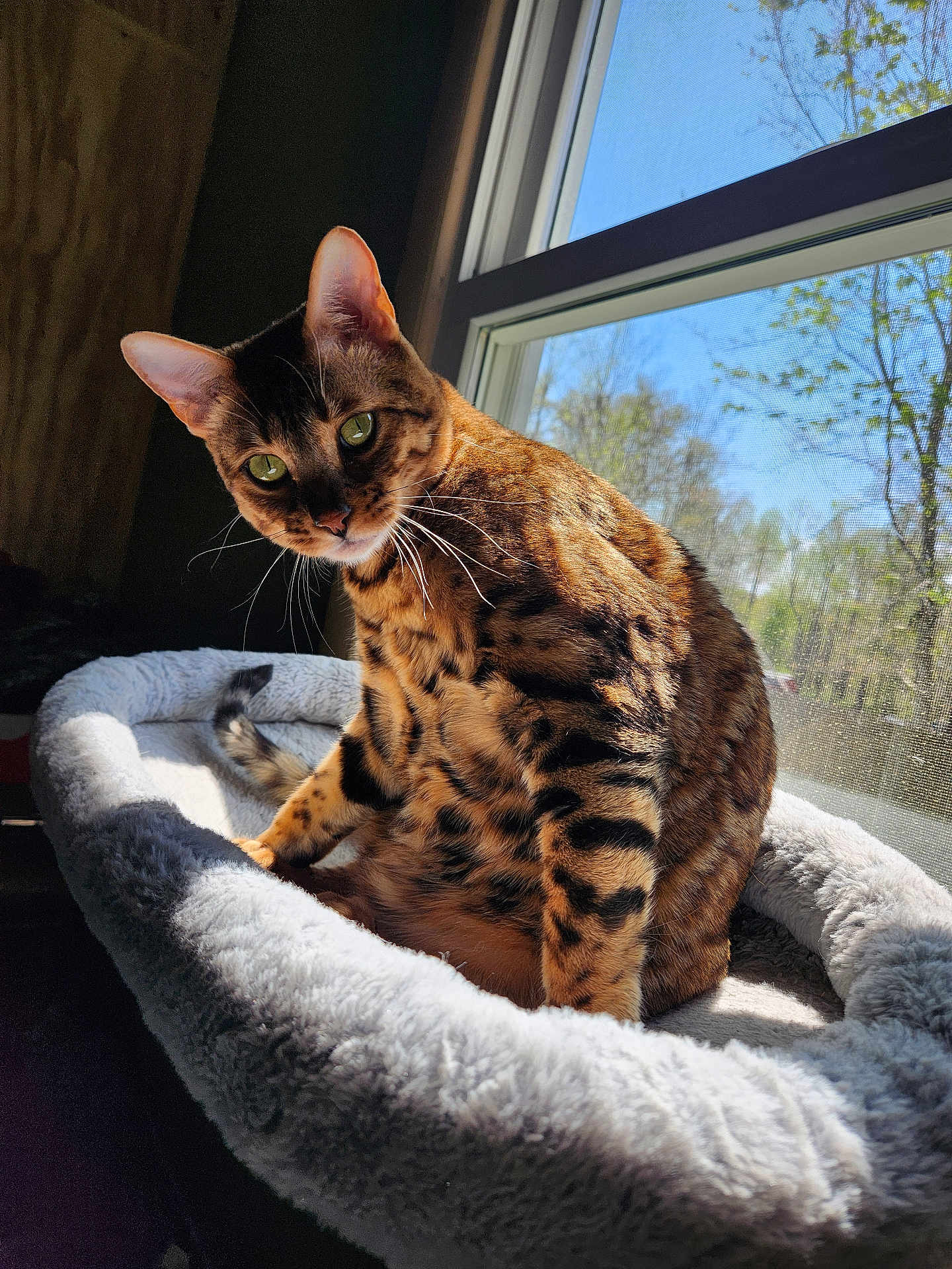 Tigger is registered to the contest to win money with this photo: cat, bengal_cat, pet, animal, feline, window, sunlight, indoor, bed, cozy, fur, green_eyes, resting, spot_pattern, whiskers, daylight, nature_view, relaxation, portrait, houseplant