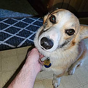 Charlie is registered to the contest to win money with this photo: affectionate, animal, brown, canine, close_up, companion, cute, dog, domestic_animal, floor, friendly, fur, hand, indoor, person, pet, portrait, rug, tile_floor, white