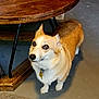animal, attentive, brown, collar, companion, corgi, cute, dog, domestic_animal, ears_up, floor, fur, indoor, looking_up, pet, short_legs, tag, waiting, white, wooden_table