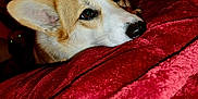 Charlie is registered to the contest to win money with this photo: animal, bedroom, blanket, close_up, companion, corgi, cozy, cute, dog, eyes, fur, furniture, indoor, pet, portrait, red, relaxed, resting, soft, warm_lighting