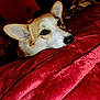 animal, bedroom, blanket, close_up, companion, corgi, cozy, cute, dog, eyes, fur, furniture, indoor, pet, portrait, red, relaxed, resting, soft, warm_lighting