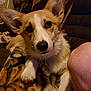 Charlie is registered to the contest to win money with this photo: animal, blanket, brown, canine, close_up, companion, corgi, couch, cute, dog, domestic, ear, fur, human_knee, indoor, leather, paw, pet, puppy, resting