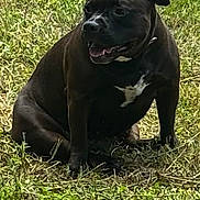 Precious joined the competition — help win amazing prizes! dog, black_dog, grass, outdoor, pet, animal, sitting, sunlight, nature, canine, happy, white_patch, mammal, companion, friendly, daylight, field, domestic_animal, relaxed, portrait