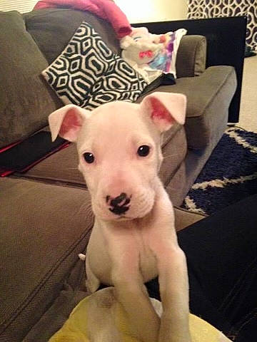 Bugsy is registered to the contest to win money with this photo: canidae, carnivore, collar, comfort, companion_dog, couch, dog, dog_breed, fawn, felidae, flooring, fur, head, paw, snout, sporting_group, tail, tie, whiskers, working_animal