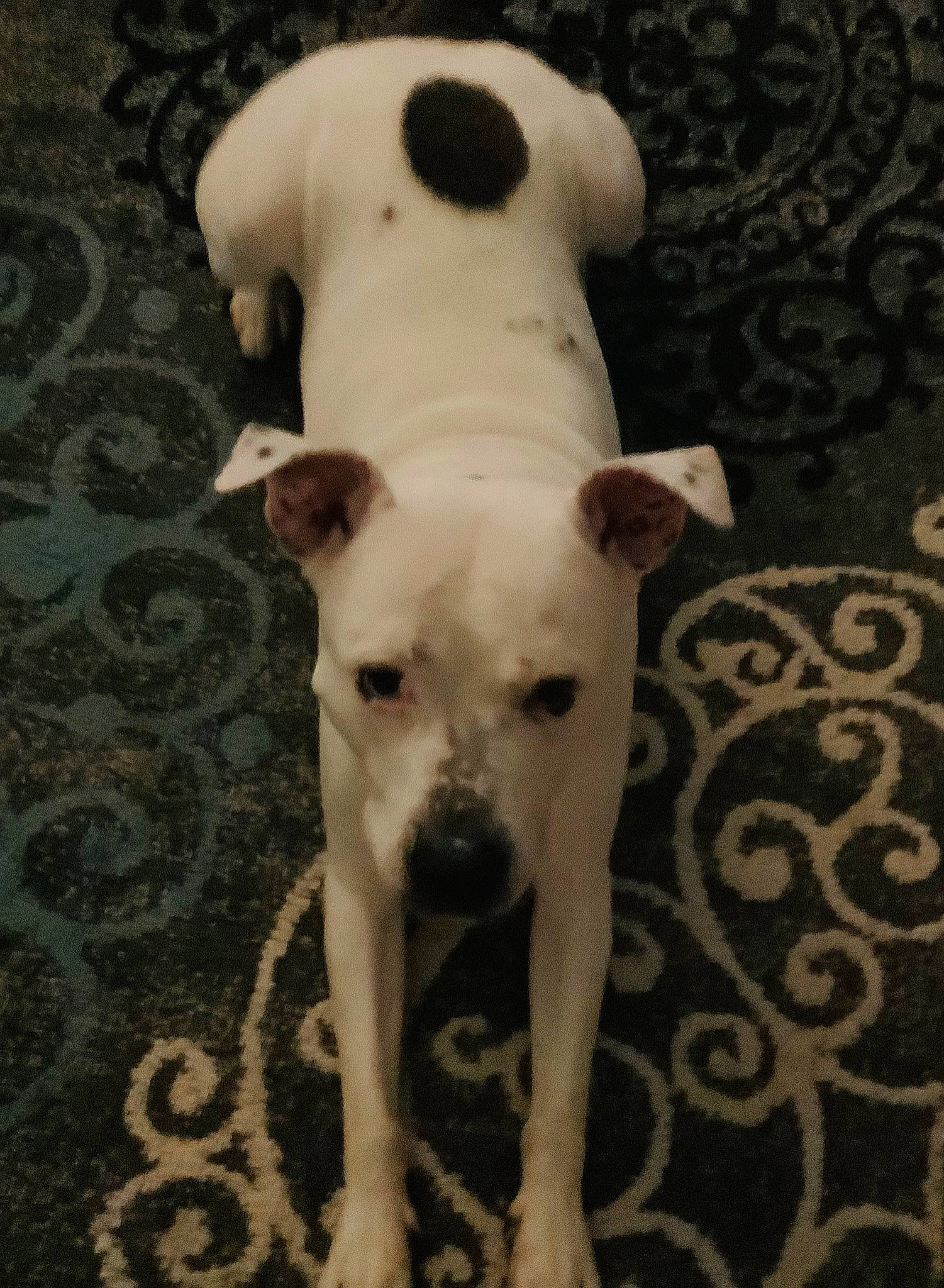 Bugsy is registered to the contest to win money with this photo: ancient_dog_breeds, canidae, carnivore, companion_dog, dog, dog_breed, fawn, monochrome, monochrome_photography, non_sporting_group, pet_supply, snout, sporting_group, tail, terrestrial_animal, toy_dog, whiskers, wildlife, wood, working_animal