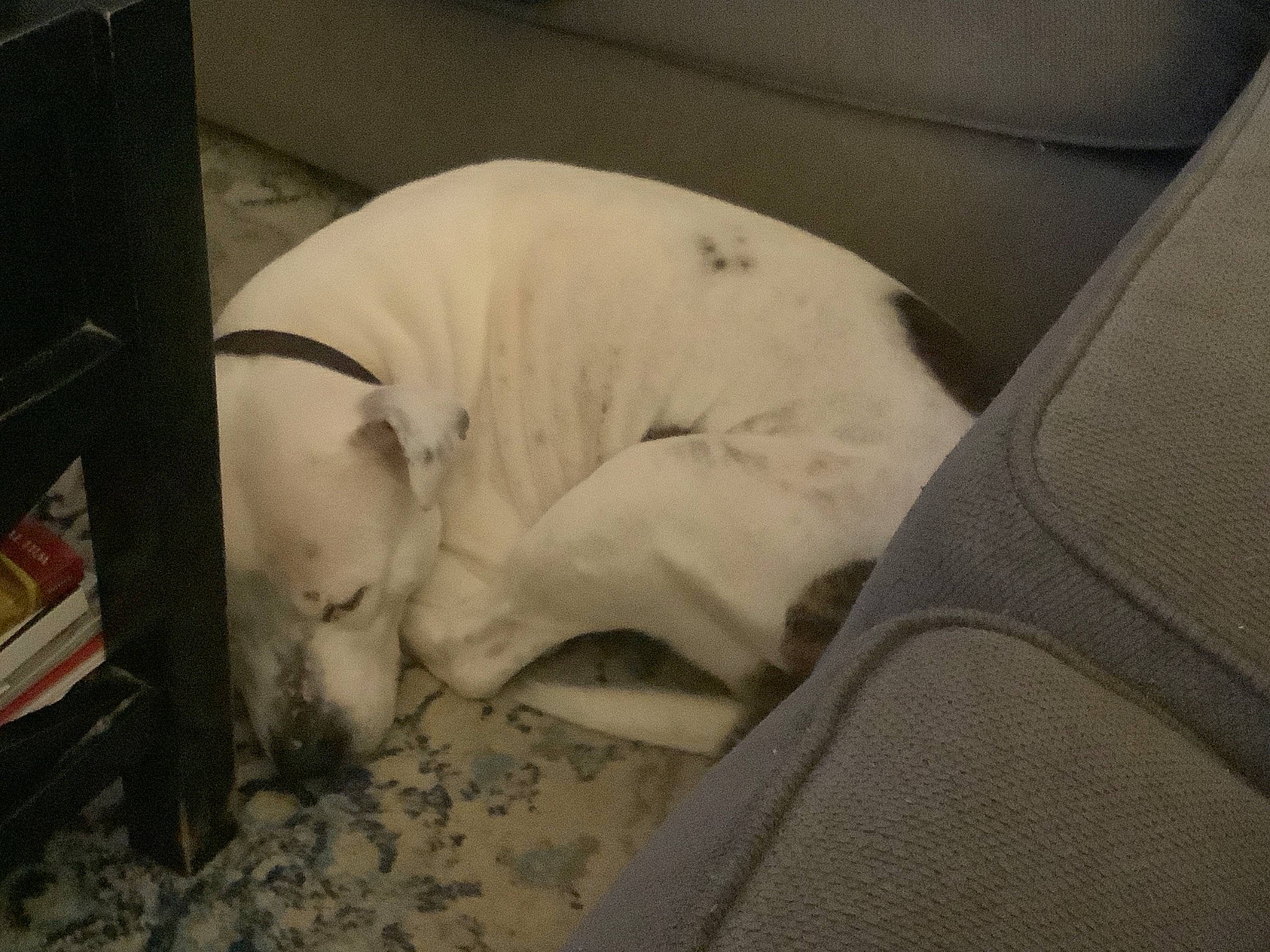 Bugsy joined the competition — help win amazing prizes! bedding, bedtime, canidae, carnivore, child, comfort, companion_dog, dog, dog_breed, felidae, flooring, fur, linens, nap, room, sleep, small_to_medium_sized_cats, snout, sporting_group, tail