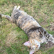 Muffin is registered to the contest to win money with this photo: animal, cat, curious, cute, daylight, domestic_cat, ears, fur, grass, ground, laying_down, mammal, nature, outdoor, pet, relaxed, striped, tabby, whiskers, yellow_eyes