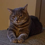 Sid Vicious is registered to the contest to win money with this photo: cat, tabby_cat, gray_cat, pet, feline, animal, indoor, resting, lying_down, fur, whiskers, ears, paws, close_up, domestic_cat, cute, mammal, portrait, calm, relaxed