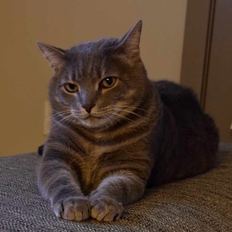 Sid Vicious is registered to the contest to win money with this photo: cat, tabby_cat, gray_cat, pet, feline, animal, indoor, resting, lying_down, fur, whiskers, ears, paws, close_up, domestic_cat, cute, mammal, portrait, calm, relaxed