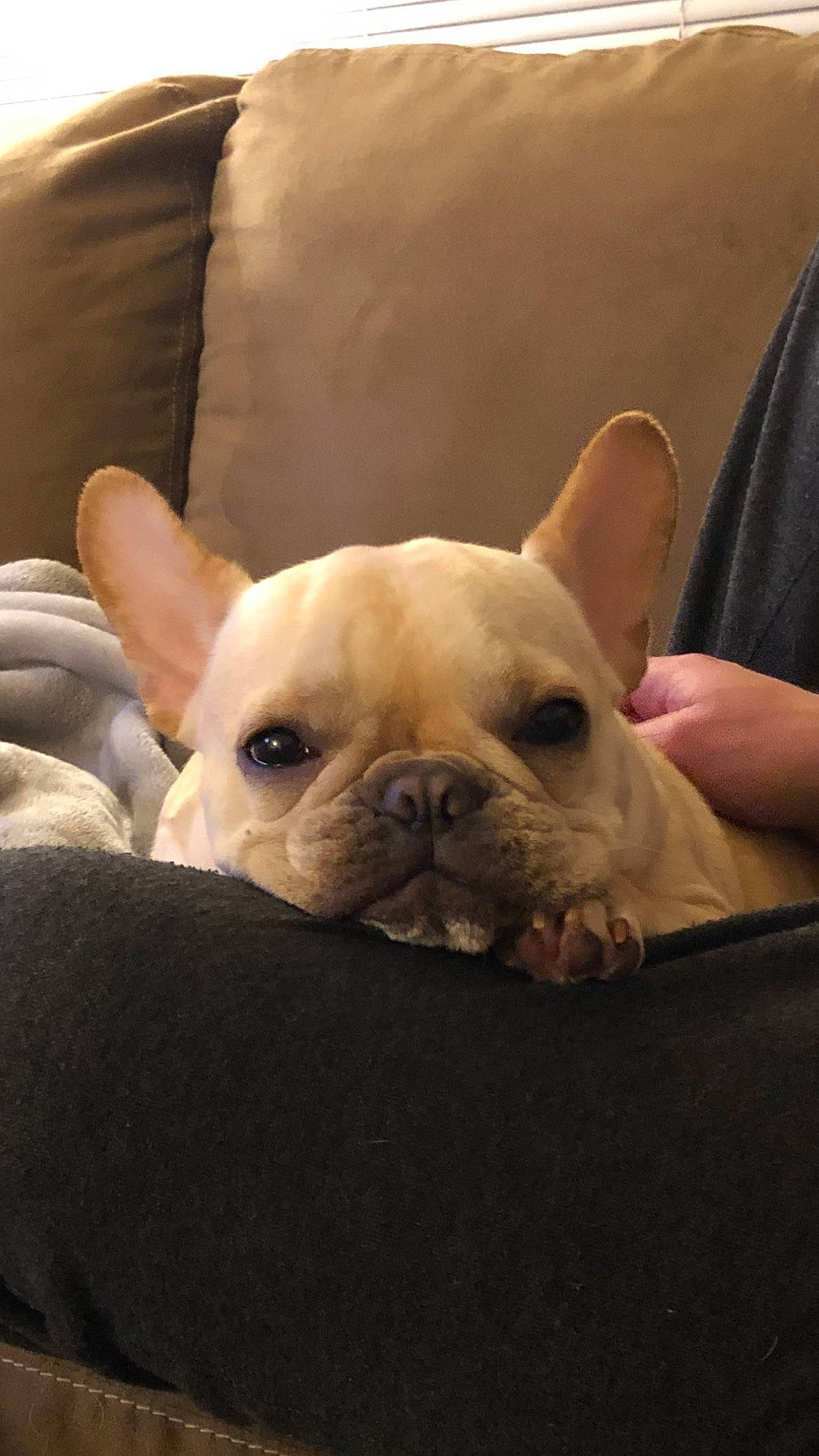 Donut joined the competition — help win amazing prizes! bulldog, canidae, carnivore, companion_dog, dog, dog_breed, ear, fawn, french_bulldog, mammal, non_sporting_group, nose, puppy, puppy_love, rare_breed_dog, skin, snout, toy_bulldog, vertebrate, white_english_bulldog