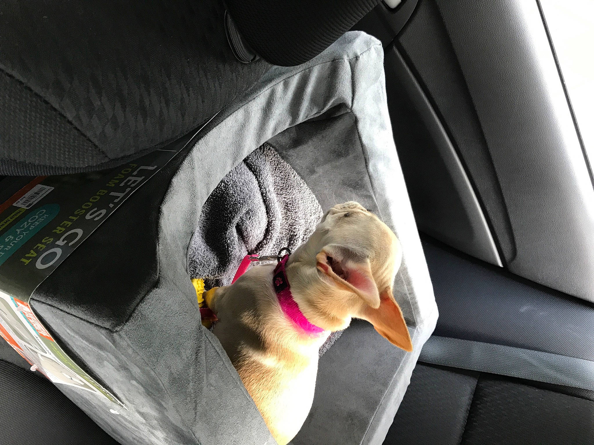 Donut is registered to the contest to win money with this photo: car_seat