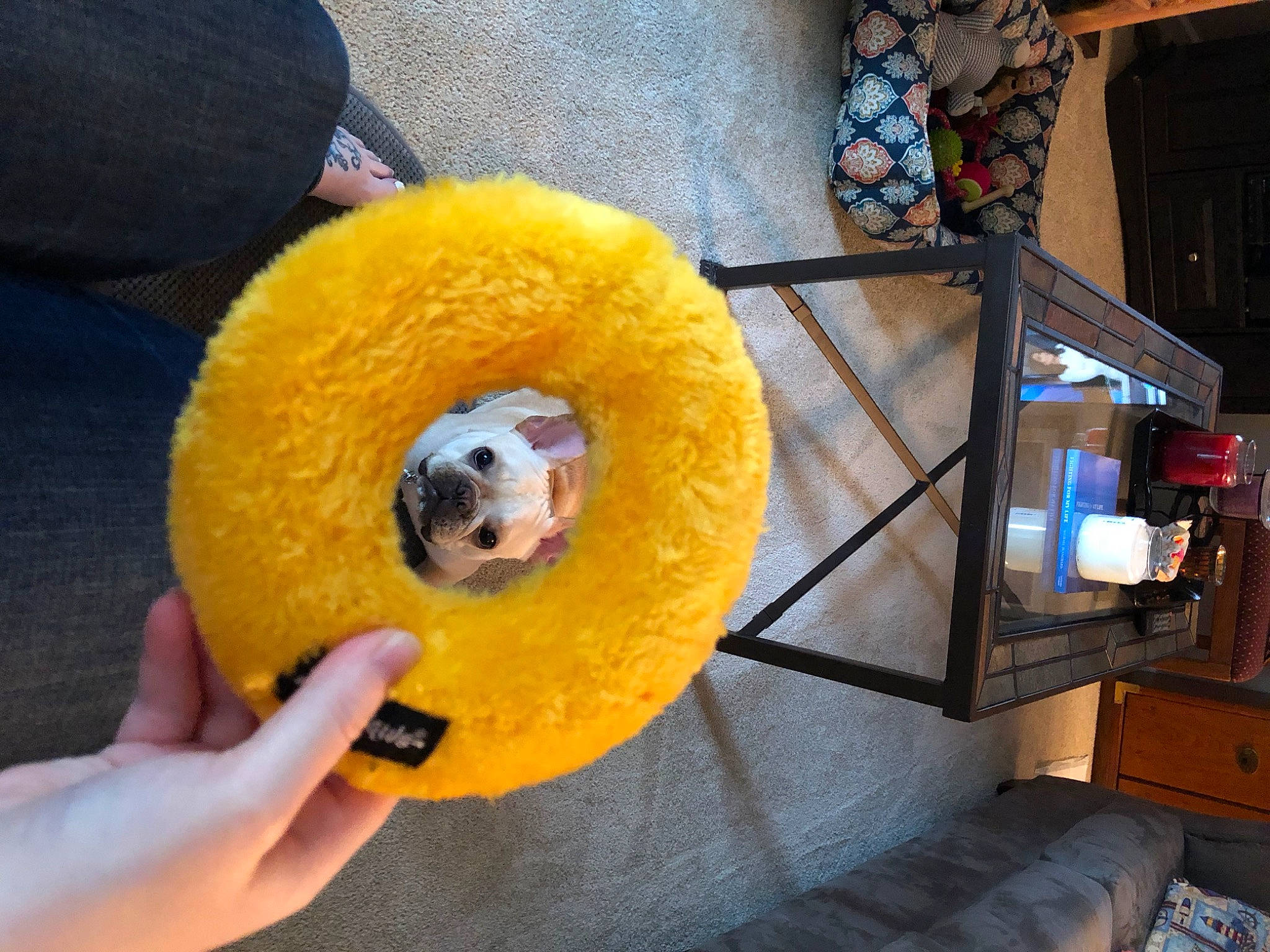 Donut is registered to the contest to win money with this photo: yellow