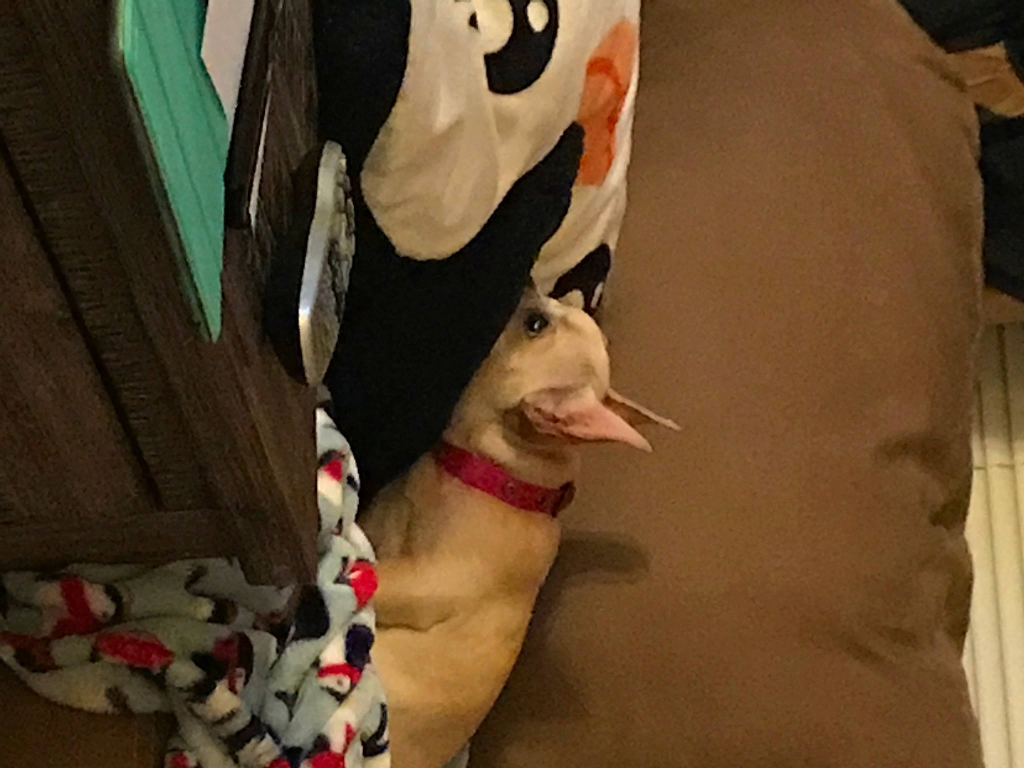 Donut is registered to the contest to win money with this photo: canidae, carnivore, dalmatian, dog, dog_breed, great_dane, italian_greyhound, leg, non_sporting_group, sporting_group