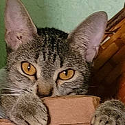 Lola is registered to the contest to win money with this photo: animal, cardboard_box, cat, claws, closeup, curious, cute, ears, feline, household, indoor, mammal, orange_eyes, paws, peeking, pet, playful, resting, tabby_cat, whiskers