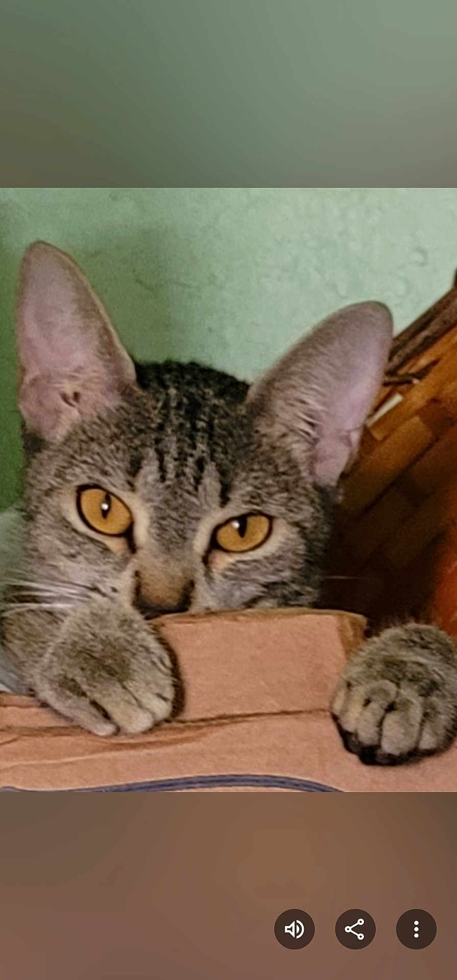 Lola