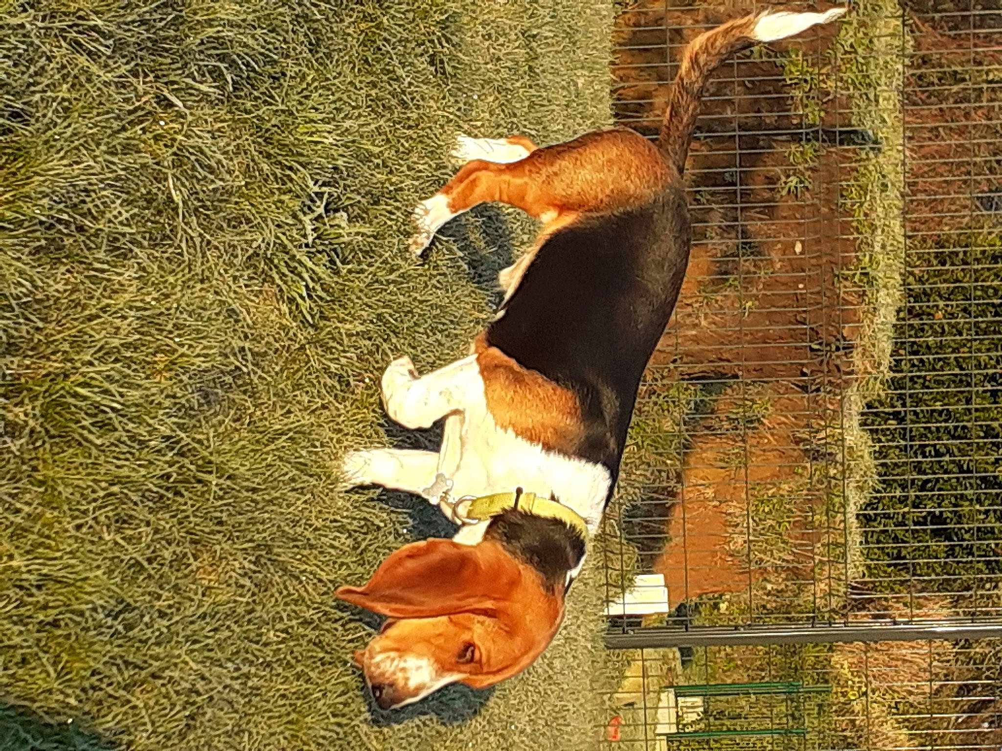 Thor a rejoint le concours — aidez-le/la à gagner de superbes lots ! adaptation, beak, canidae, carnivore, fawn, grass, human_body, human_leg, people_in_nature, plant, snout, sporting_group, tail, terrestrial_animal, tints_and_shades, tree, trunk, wildlife, window, wood