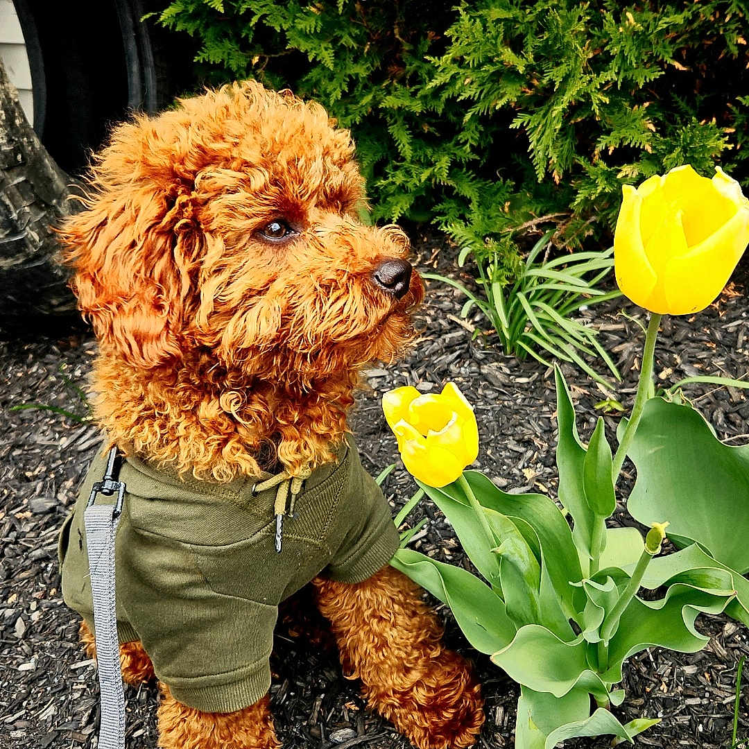 Teddy is registered to the contest to win money with this photo: dog, puppy, curly_fur, green_hoodie, leash, yellow_tulips, flowers, garden, mulch, plants, greenery, outdoor, pet, cute, sitting, nature, small_dog, fluffy, spring, flower_bed