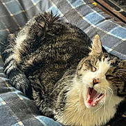 Al is registered to the contest to win money with this photo: animal, cat, closeup, cozy, cute, domestic_animal, feline, fur, indoor, mouth_open, paw, pet, plaid_blanket, relaxed, resting, sleepy, striped, tabby, whiskers, yawning