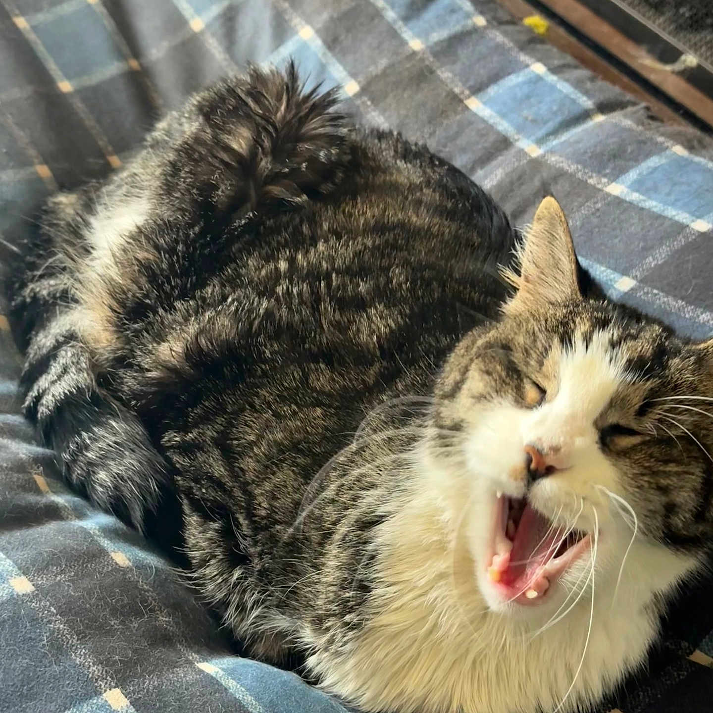 Al