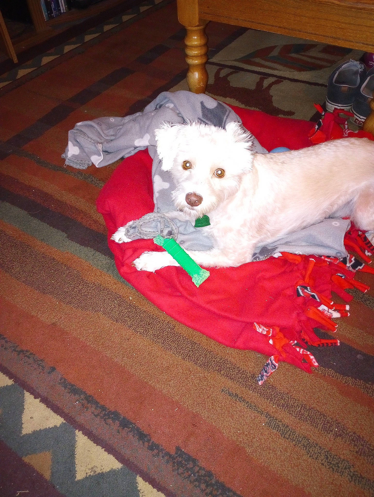 Charles joined the competition — help win amazing prizes! carnivore, companion_dog, dog, dog_breed, event, floor, flooring, fur, hardwood, labradoodle, pattern, small_terrier, sporting_group, terrier, toy_dog, varnish, wood, wood_flooring, wood_stain, working_animal