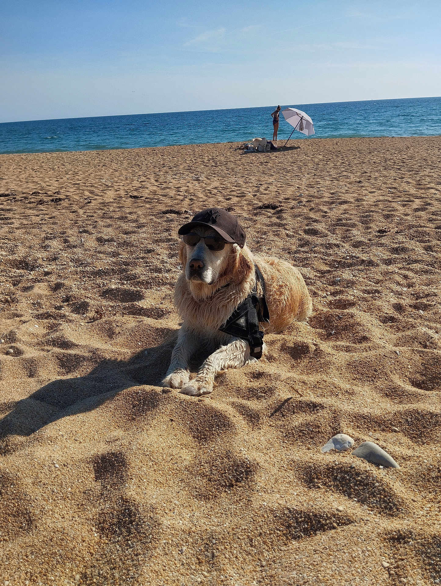 Pacha a rejoint le concours — aidez-le/la à gagner de superbes lots ! dog, golden_retriever, beach, sand, ocean, water, umbrella, person, hat, sunglasses, sunny, relaxing, summer, pet, animal, outdoor, shadow, shore, vacation, casual